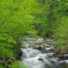 Springtime In The Smokies - April 2011