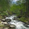 Spring on the Middle Prong