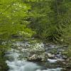 Middle Prong of the Little River