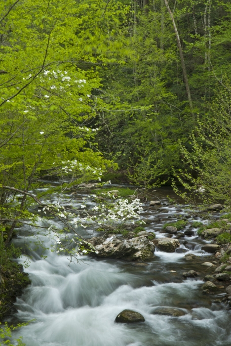 Middle Prong of the Little River