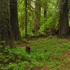 Grove of the Patriarchs +