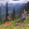 Scarlet Paintbrush in the Meadow