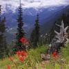 Scarlet Paintbrush
