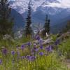 Colorful Meadow