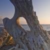 Driftwood on "The Spit"