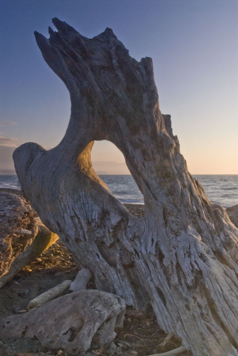 Driftwood on "The Spit"