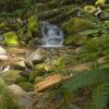 On the Way to Sol Duc Falls