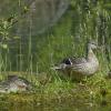 Black Duck & Ducklings in Olympic NP