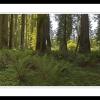 Jedidiah Smith Redwood Grove
