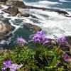 Wild Iris