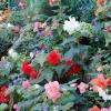 Butchart Gardens 2  - Victoria, BC