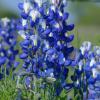 Bluebonnets and Barb Wire