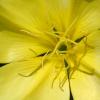 Missouri Primrose