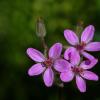 Stork's Bill (Eroduim Texanum)