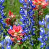 Bluebonnets & Paintbrush