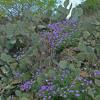 Verbena & Prickly Pear Cactus