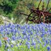 Springtooth & Bluebonnets