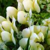 Soapweed Flowers