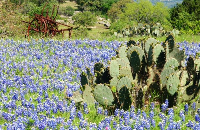 Bluebonnets & Prickly Pear Cactus