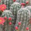 "Cactus Flower"