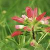 Indian Paintbrush