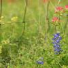 Paintbrush & Bluebonnet