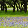 Spanish Trail Bluebonnets