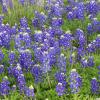 A Field of Blue