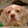 Charlie