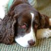 Molly