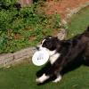 Frisbee Dog