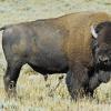 The Pride of Yellowstone