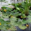 Water Crocus