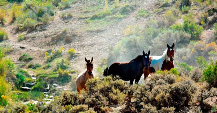 At the Water Hole