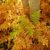 Kebler Pass Ferns