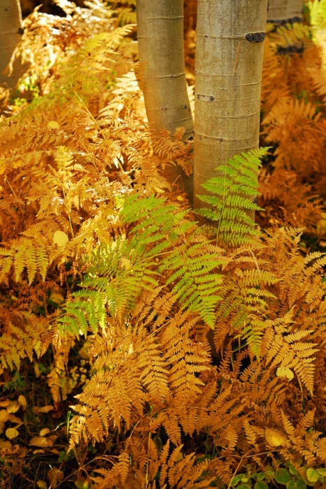 Kebler Pass Ferns