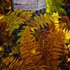 Aspen & Ferns