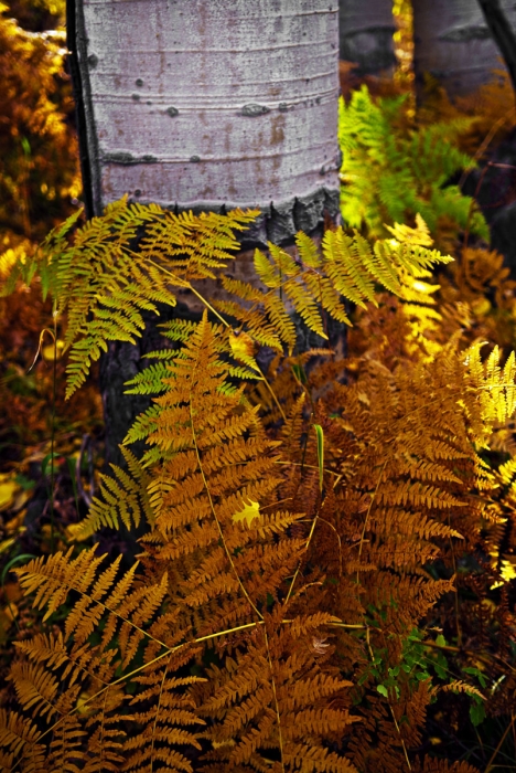 Aspen & Ferns