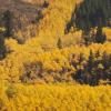 Upper Cement Creek Aspen