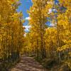 Cement Creek Aspen