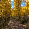 Cement Creek Aspen +