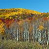 Cement Creek Aspen +