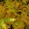 Ohio Pass Ferns