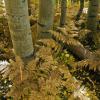 Aspen & Ferns