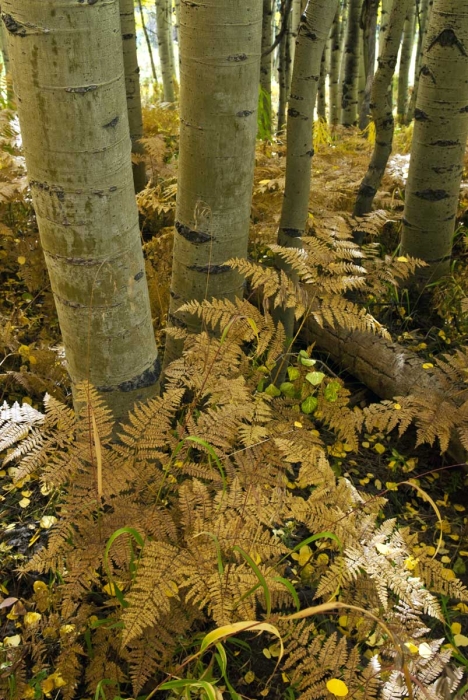 Aspen & Ferns