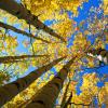 Skyward +