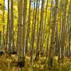 Moo Cows in the Aspen +