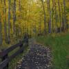 The Pathway