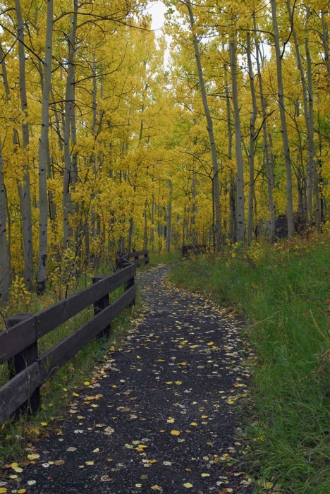 The Pathway