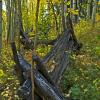 Fence in the Forest